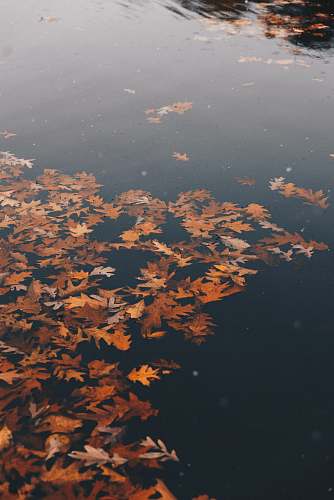 autumn brown withered leaves on water at daytime dallas
